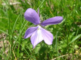 Viola cornuta